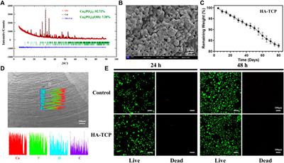 Inhibiting the “isolated island” effect in simulated bone defect repair using a hollow structural scaffold design